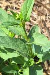 Scrophularia auriculata