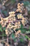 Torilis arvensis