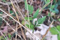 Torilis arvensis