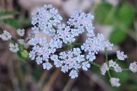 Torilis arvensis