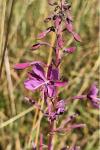Chamaenerion angustifolium