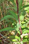 Chamaenerion angustifolium