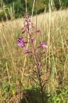 Chamaenerion angustifolium