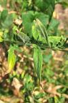 Epilobium hirsutum
