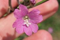 Epilobium hirsutum