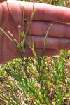 Epilobium tetragonum