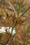 Centaurium erythraea