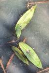 Persicaria amphibia