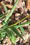 Digitaria sanguinalis