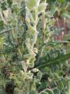 Kickxia spuria