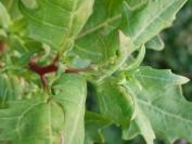 Oxybasis rubra