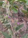Arctium minus