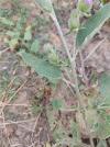Arctium minus