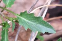 Oxybasis rubra
