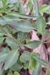 Oxybasis rubra