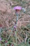 Centaurea decipiens