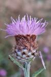 Centaurea decipiens