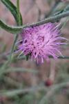 Centaurea decipiens