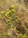 Inula conyzae