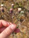 Erigeron acris