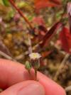 Erigeron acris