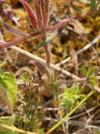 Erigeron acris