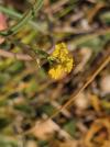 Bupleurum falcatum