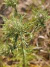 Carlina vulgaris