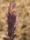 Odontites vernus