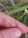 Asperula cynanchica