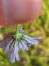 Scabiosa columbaria