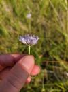 Scabiosa columbaria
