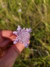 Scabiosa columbaria
