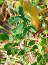 Coronilla varia