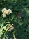 Filipendula ulmaria