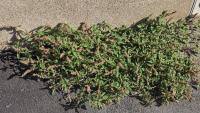 Amaranthus deflexus
