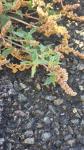 Amaranthus deflexus