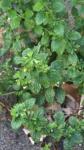 Melissa officinalis