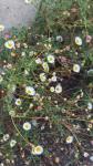 Erigeron karvinskianus