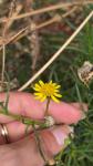 Senecio inaequidens