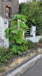 Paulownia tomentosa