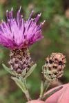Centaurea decipiens