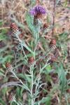 Centaurea decipiens