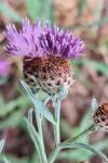 Centaurea decipiens