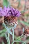 Centaurea decipiens