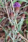 Centaurea decipiens