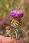 Centaurea decipiens