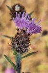 Centaurea decipiens