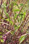 Centaurea decipiens