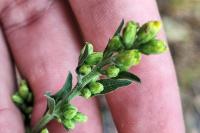 Solidago virgaurea